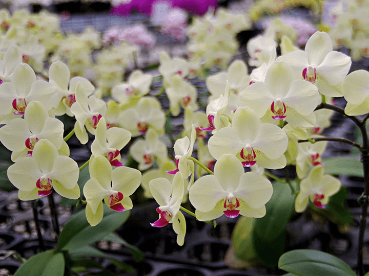 金車礁溪蘭花園