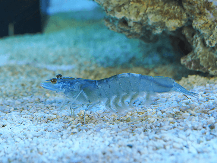 金車水產養殖研發中心